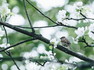 电脑怎么接收传真-